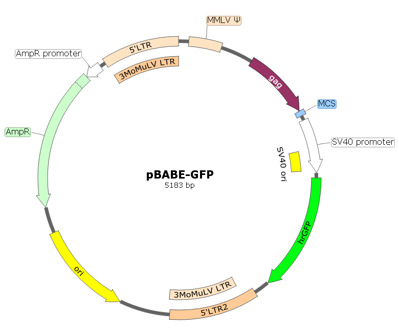pBABE-GFP载体图谱